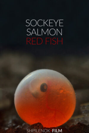 Sockeye Salmon. Red fish Poster